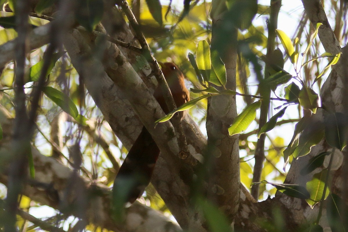 Little Cuckoo - Stephen Gast