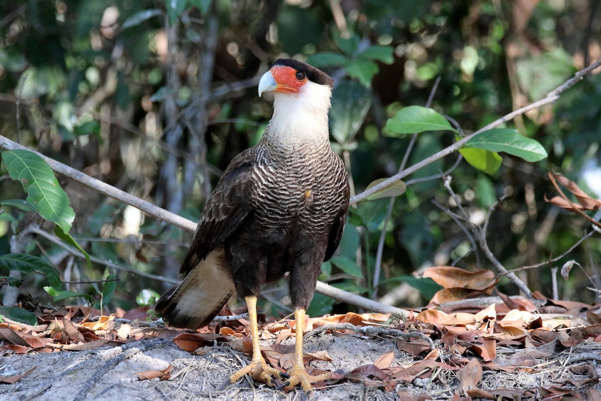 Crested Caracara (Southern) - ML181169411