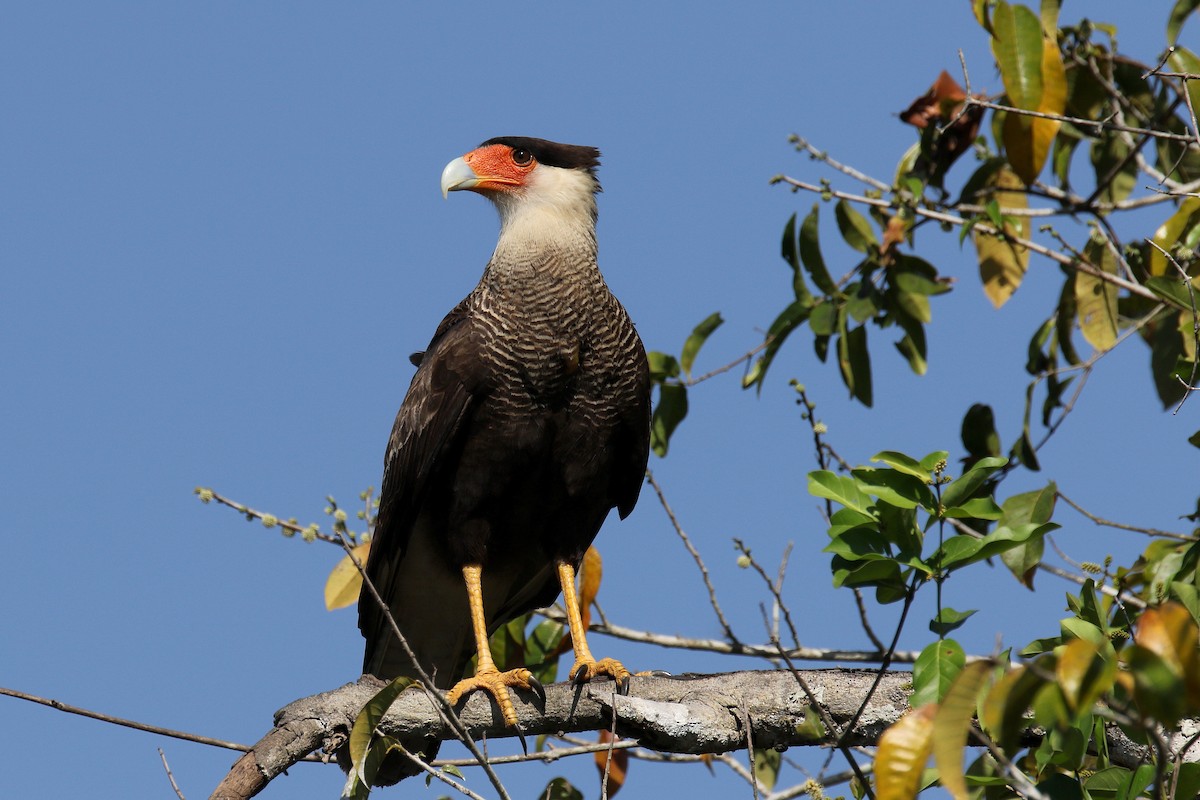 Crested Caracara (Southern) - ML181169451