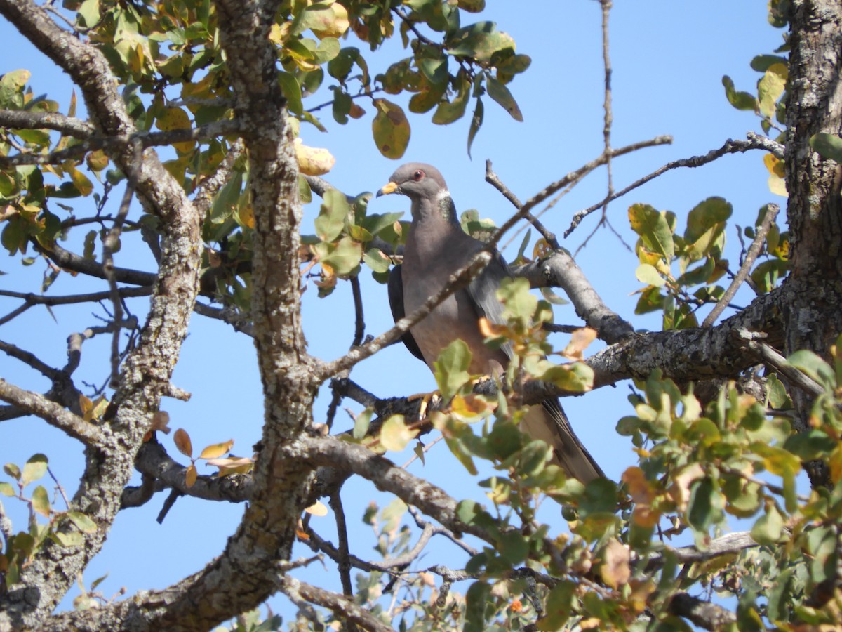Band-tailed Pigeon - ML181170071
