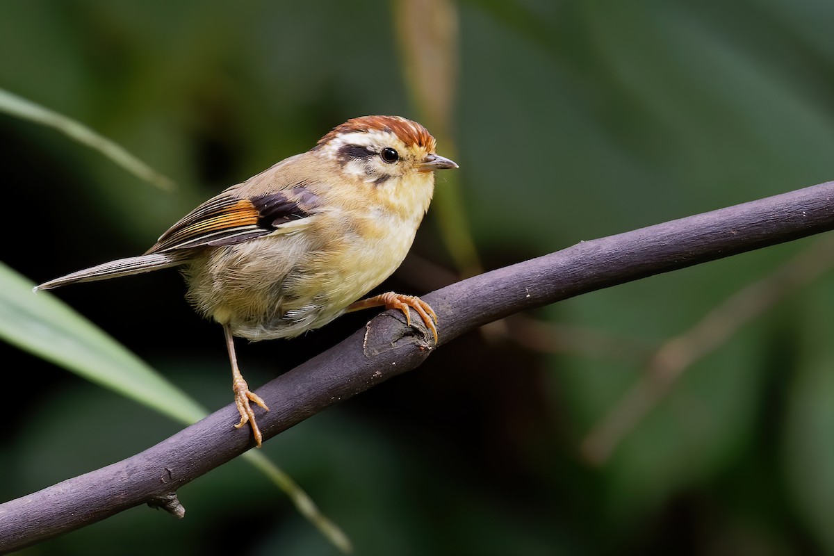 Rufous-winged Fulvetta - ML181170511