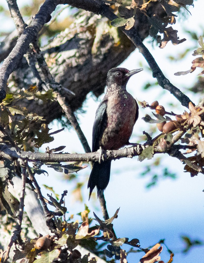 Lewis's Woodpecker - ML181171831