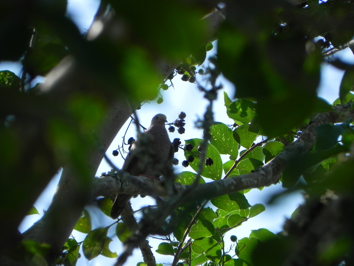 Common Ground Dove - ML181171891