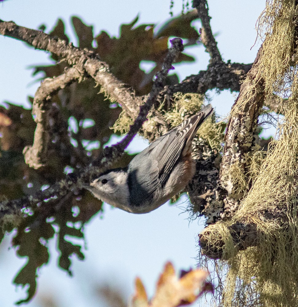 White-breasted Nuthatch - ML181171961