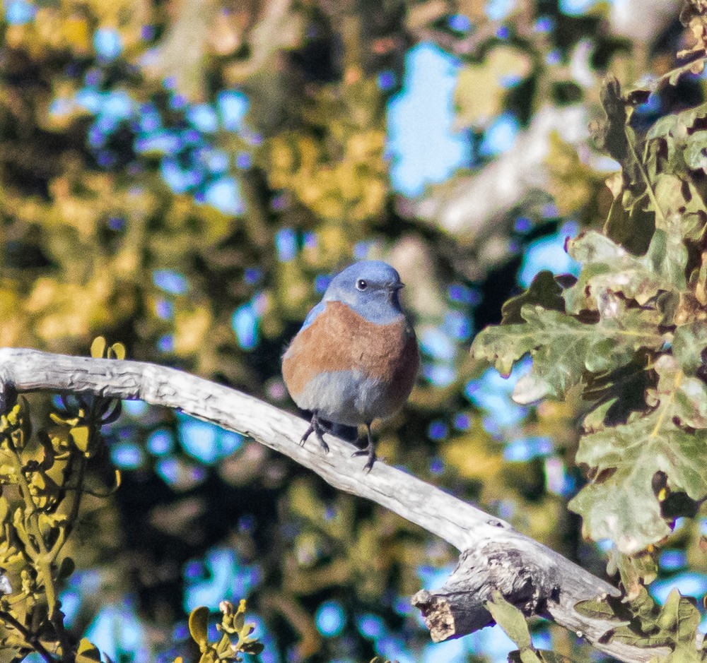 Western Bluebird - ML181171971