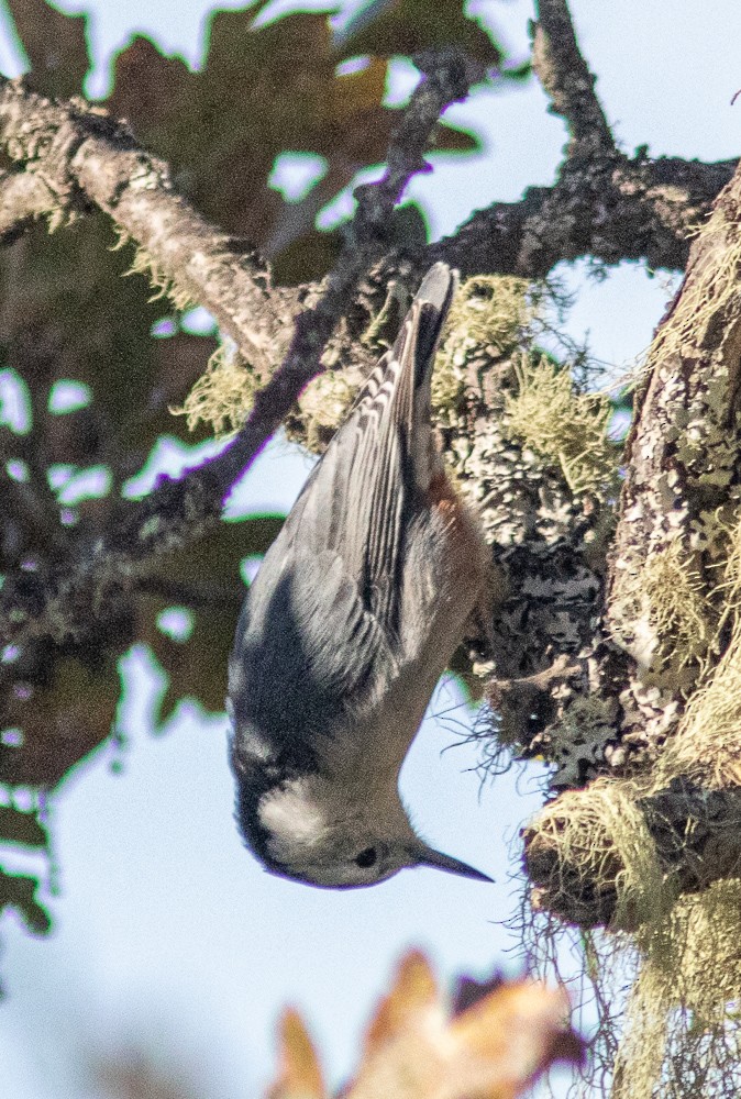 White-breasted Nuthatch - ML181172071