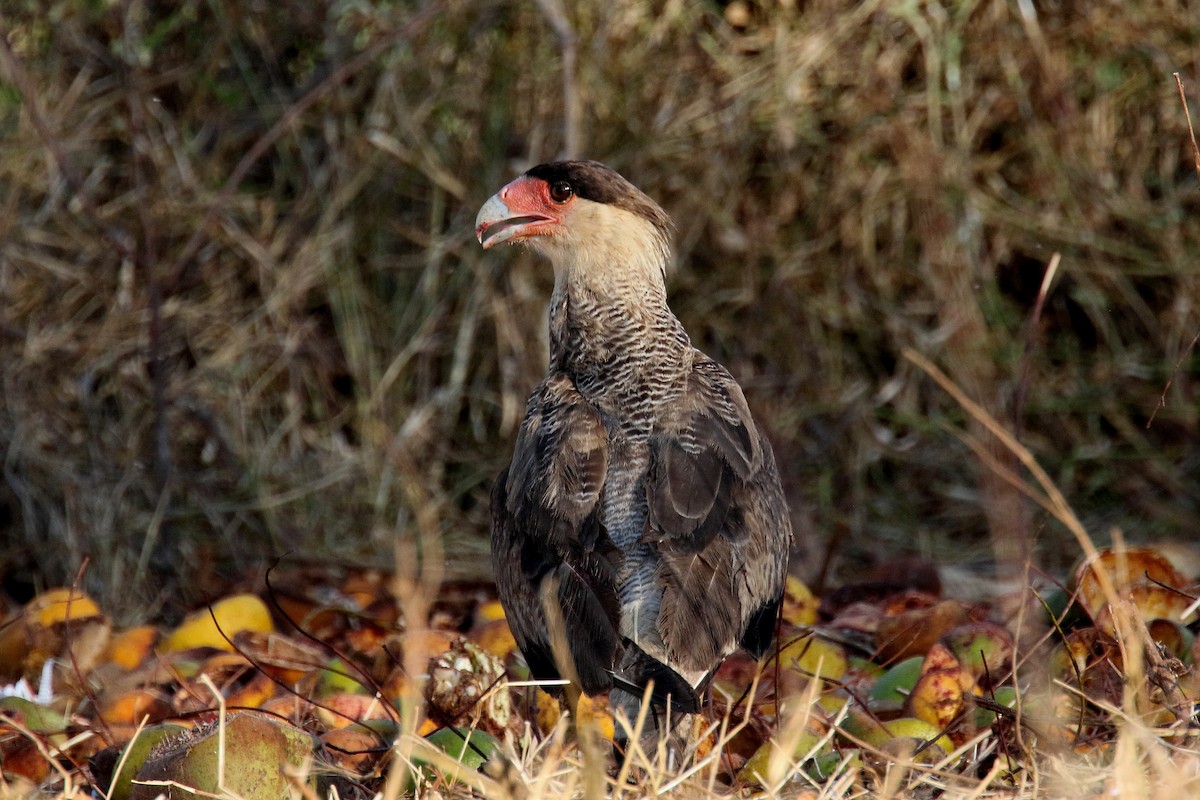 Crested Caracara (Southern) - ML181172761