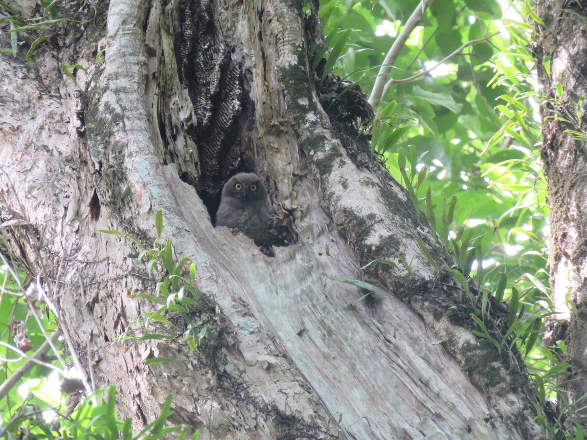 Guadalcanal Owl - Phil Gregory | Sicklebill Safaris | www.birder.travel