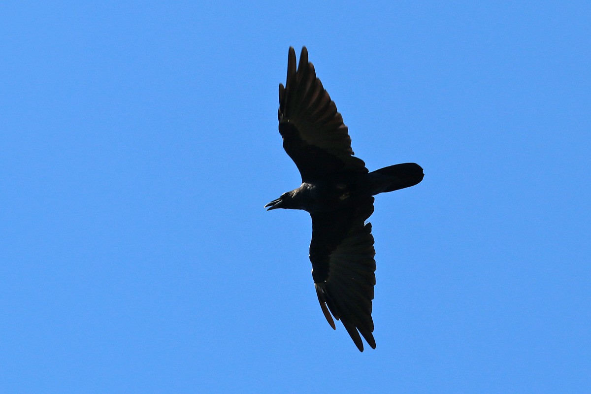 Chihuahuan Raven - ML181173141