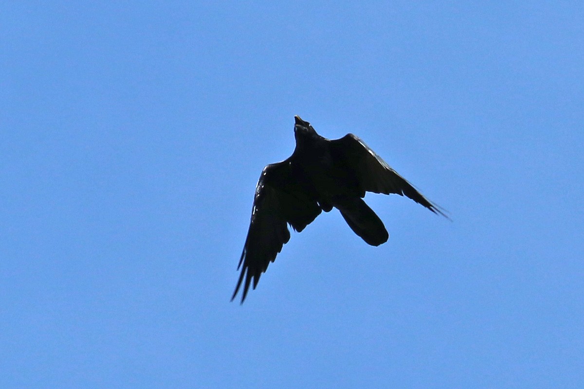 Chihuahuan Raven - ML181173151