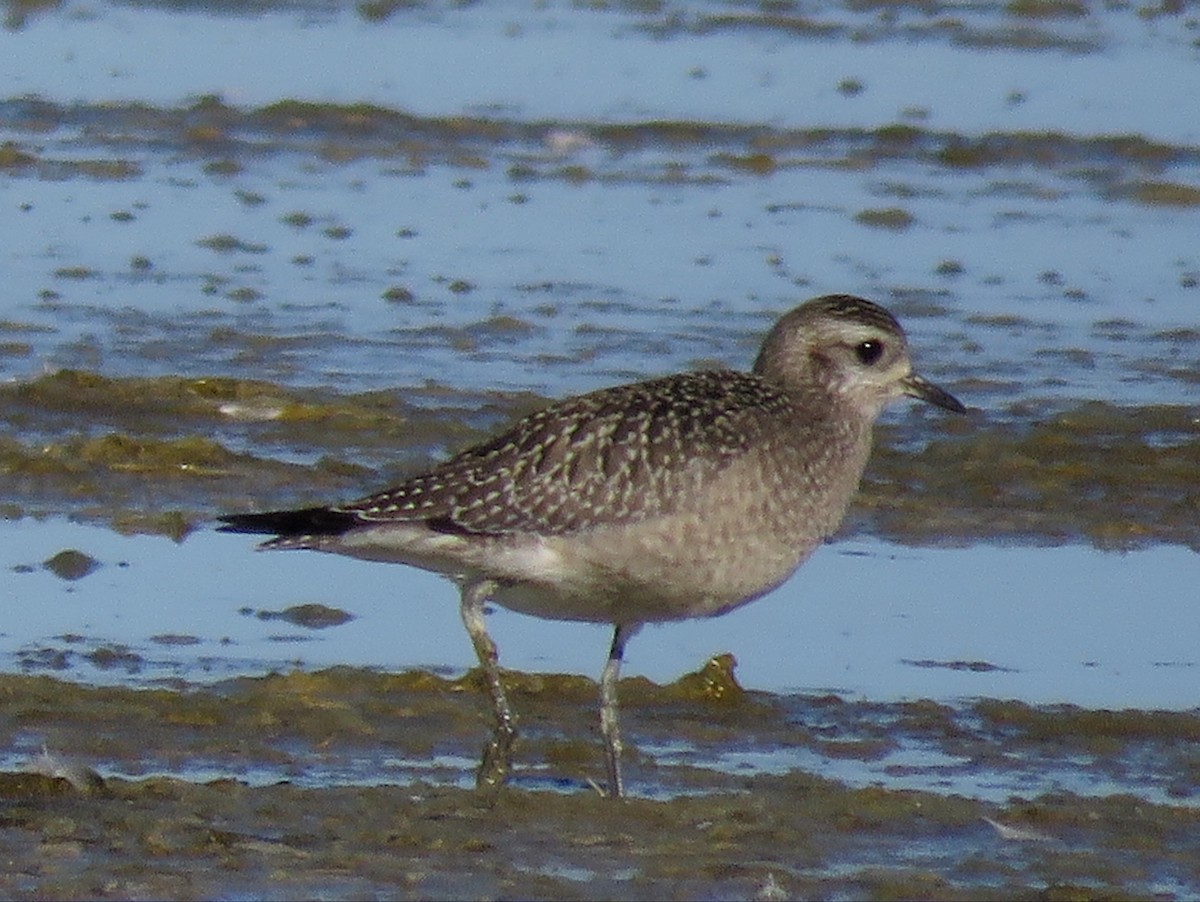 American Golden-Plover - Bryant Olsen