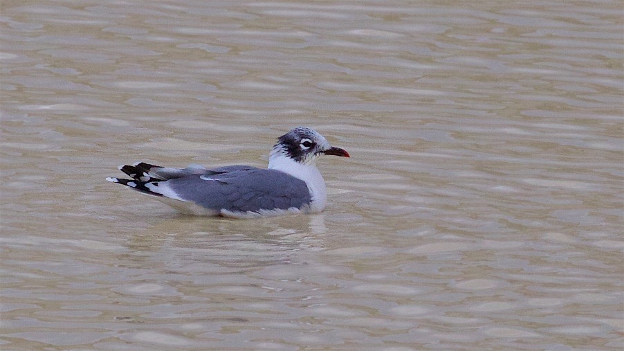 Franklin's Gull - ML181176321