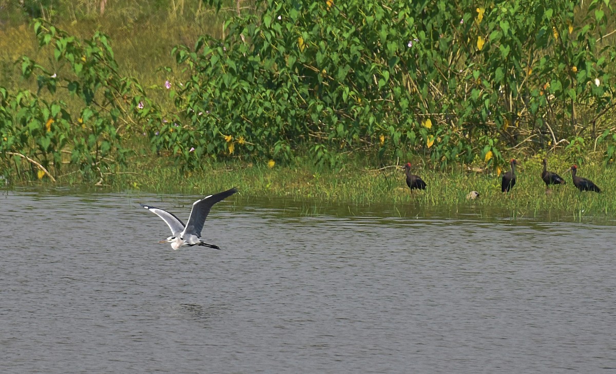 Gray Heron - ML181177481