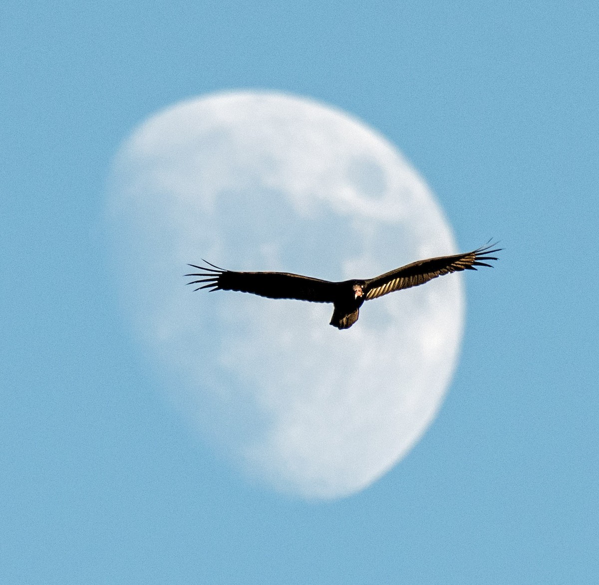 Turkey Vulture - ML181181521