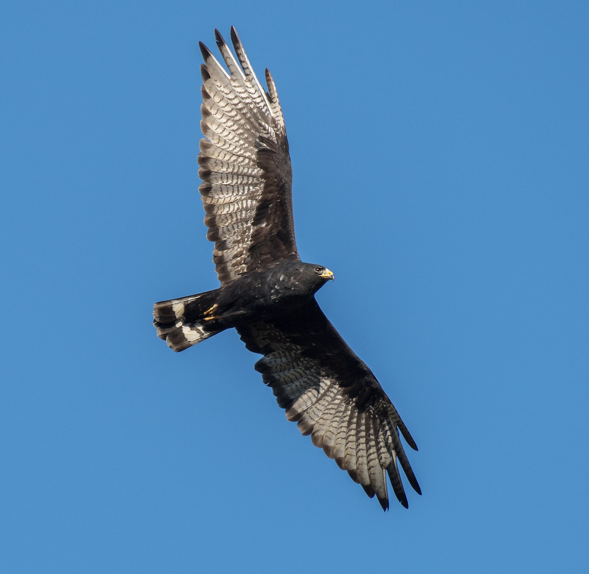 Zone-tailed Hawk - ML181182101
