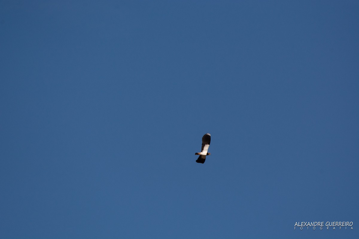 Northern Lapwing - ML181184671