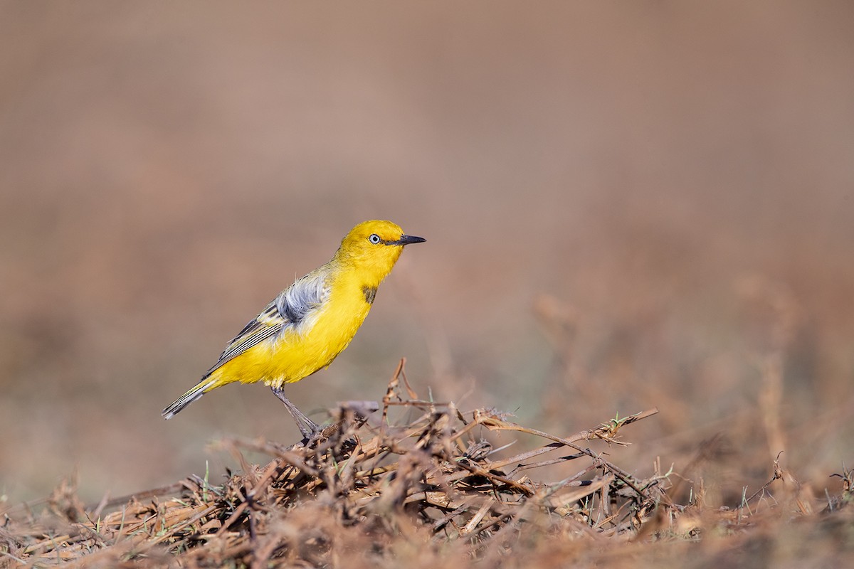 Yellow Chat - ML181189481