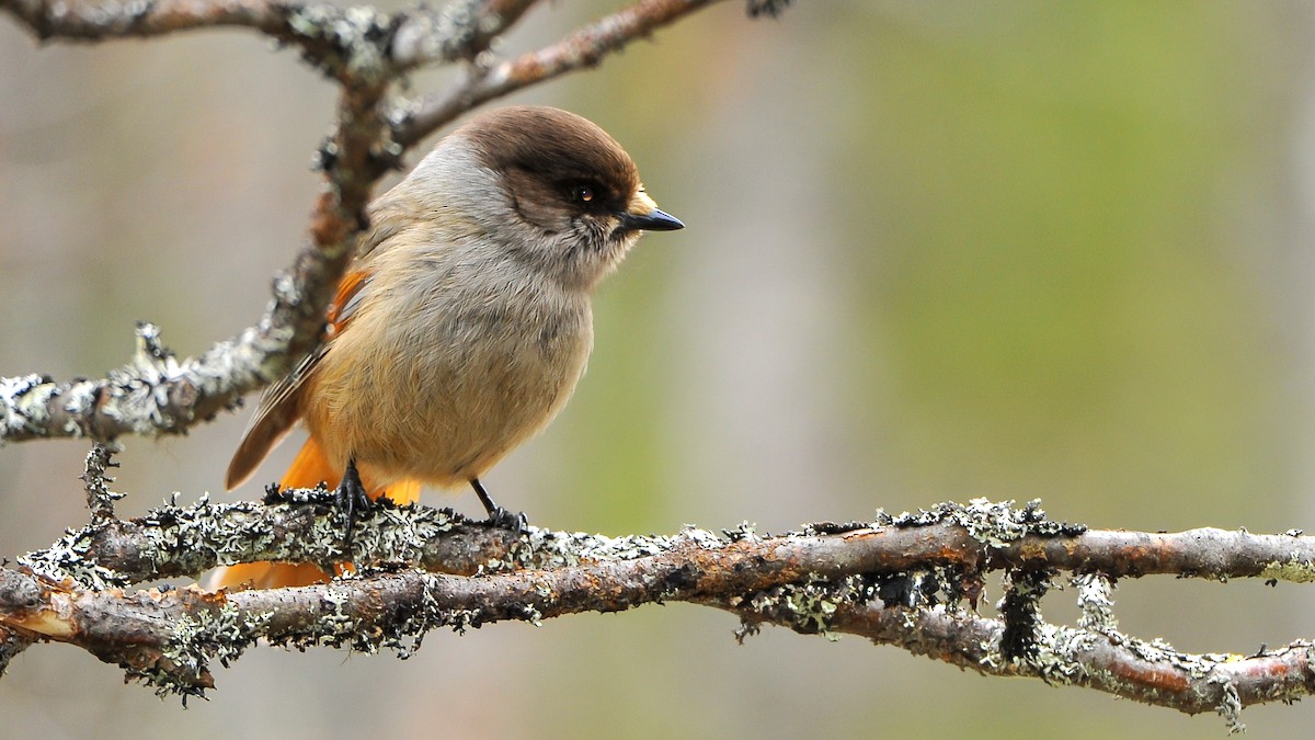 Siberian Jay - ML181191421