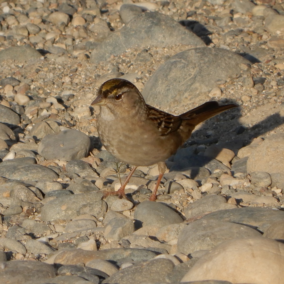 Golden-crowned Sparrow - ML181192881