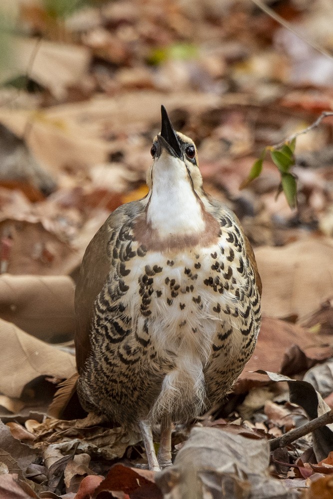 White-breasted Mesite - ML181194091