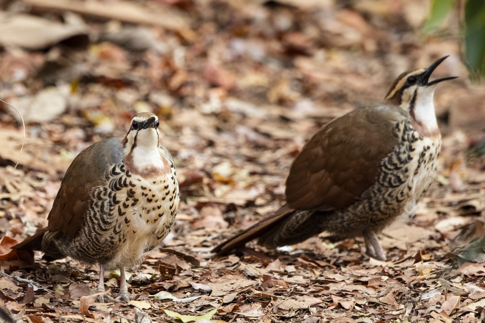 White-breasted Mesite - David Bishop