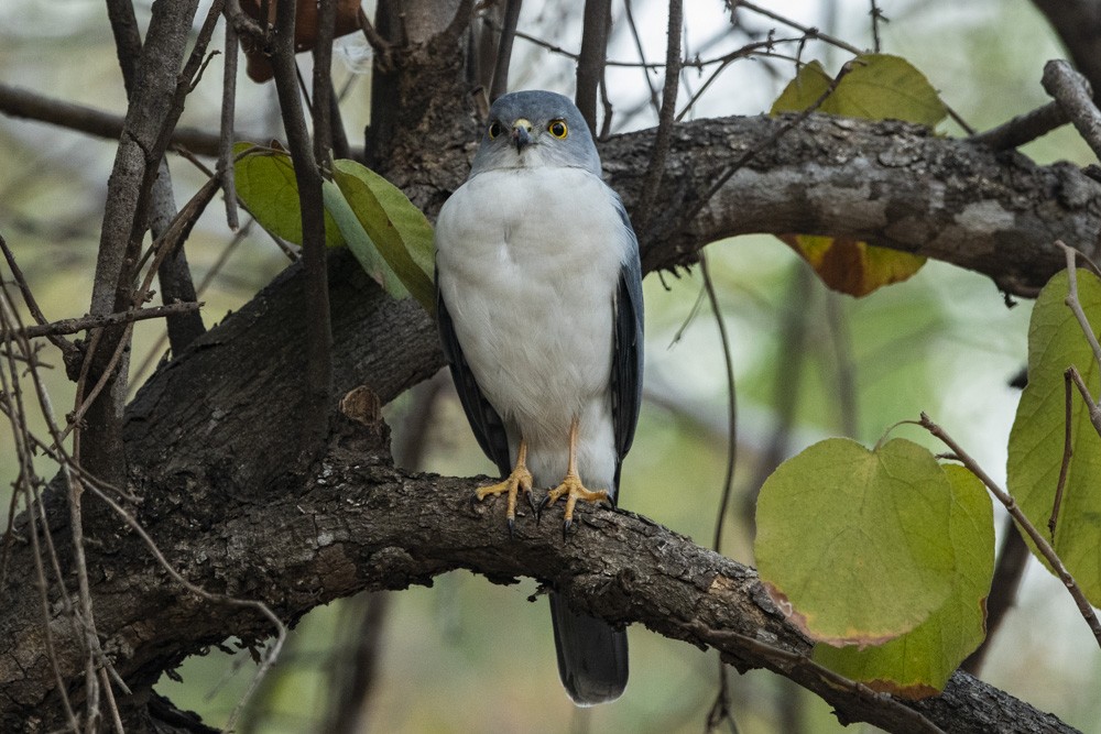 Frances's Sparrowhawk - ML181195611