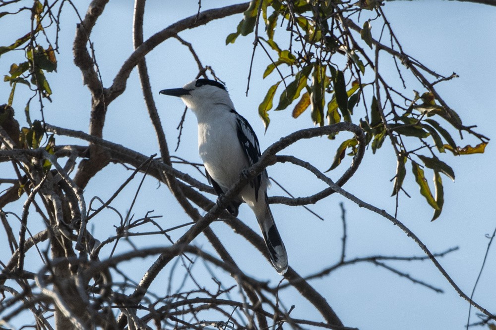 Hook-billed Vanga - ML181195661