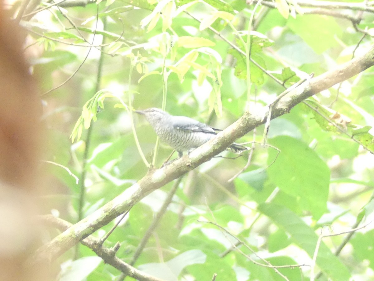 Lesser Cuckooshrike - ML181196081