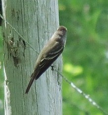 Eastern Wood-Pewee - ML181196711