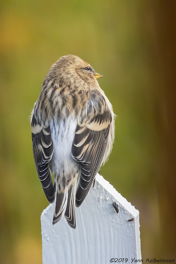 Redpoll (hornemanni) - Yann Kolbeinsson