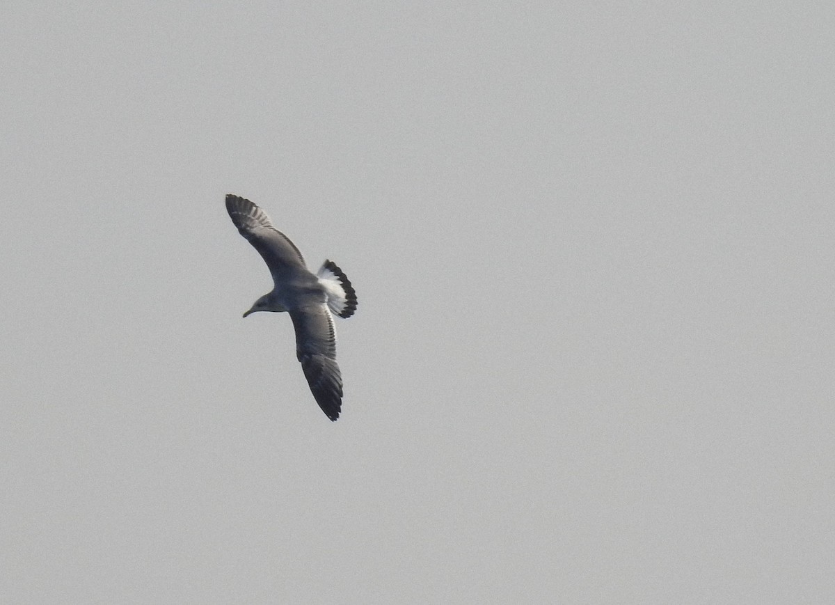 Pallas's Gull - ML181199001