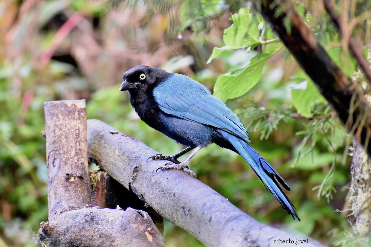 Bushy-crested Jay - ML181200871