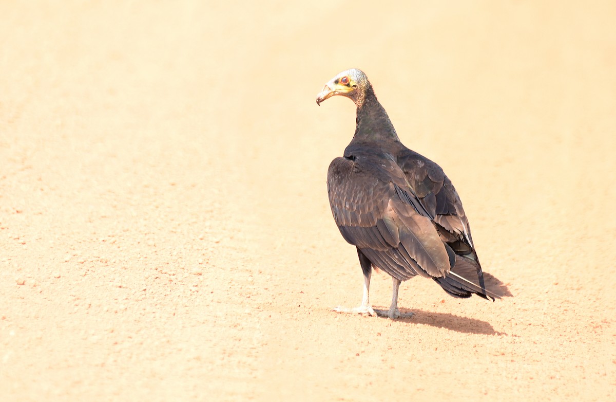 Greater Yellow-headed Vulture - Luiz Moschini