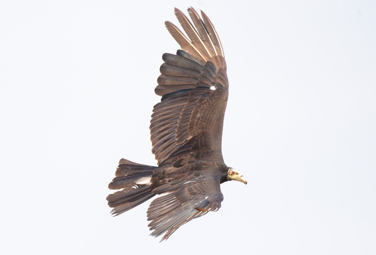 Greater Yellow-headed Vulture - ML181201891