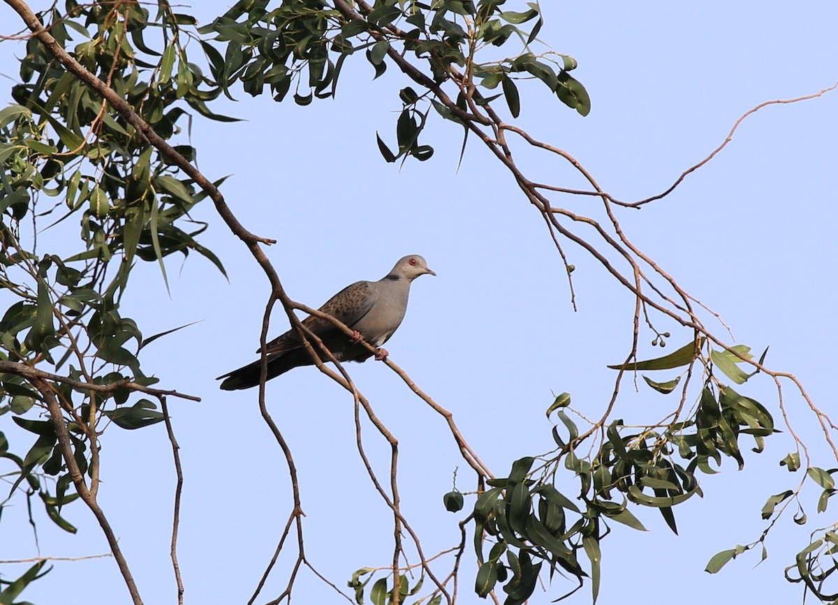 Dusky Turtle-Dove - ML181205721