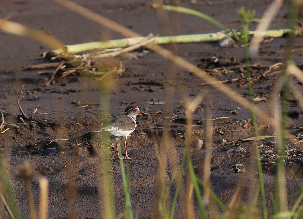 Three-banded Plover - ML181205741