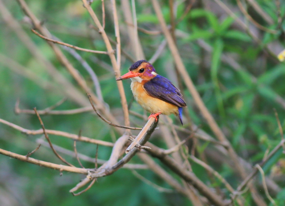 African Pygmy Kingfisher - ML181205771