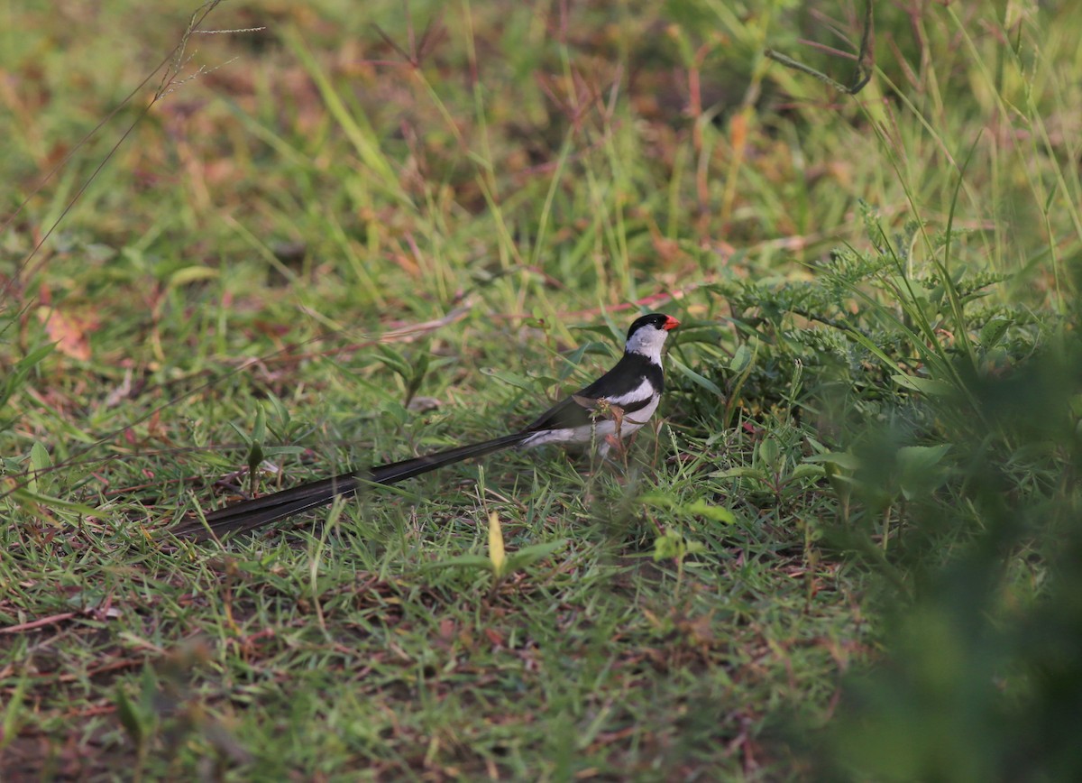 Pin-tailed Whydah - ML181205861