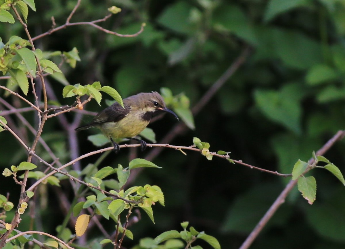 Copper Sunbird - ML181206021