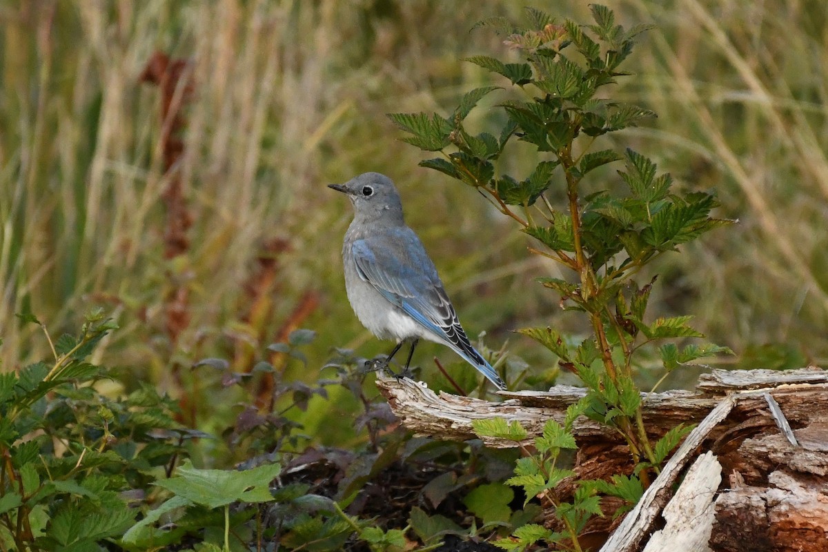 Mountain Bluebird - ML181207221