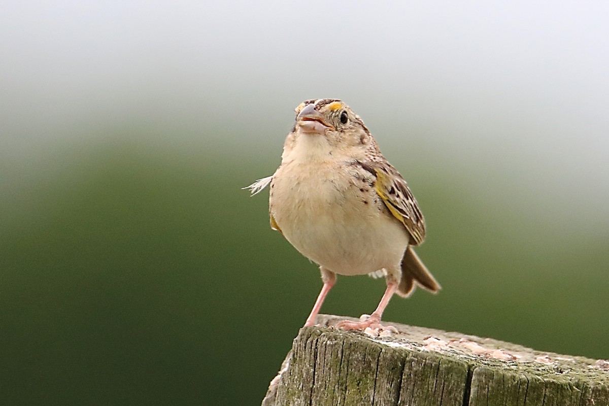 Grasshopper Sparrow - David L. Ross, Jr.