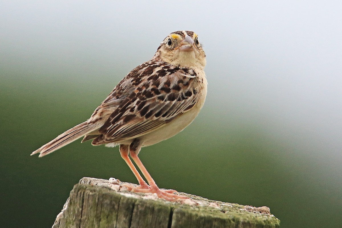 Grasshopper Sparrow - ML181207291