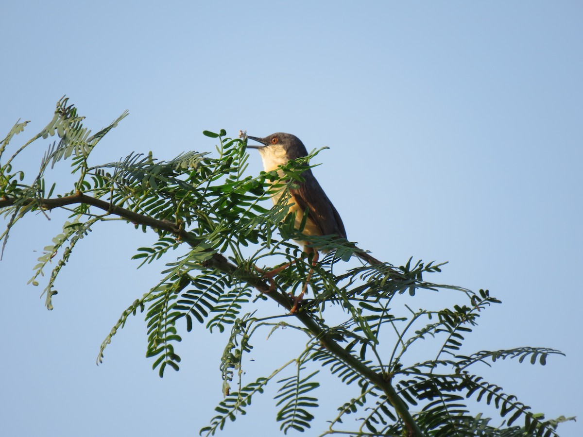 Ashy Prinia - ML181209591