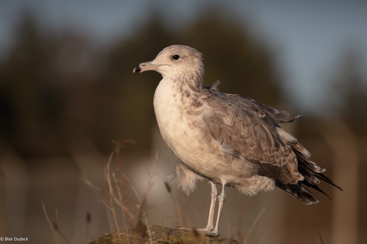 California Gull - Blair Dudeck