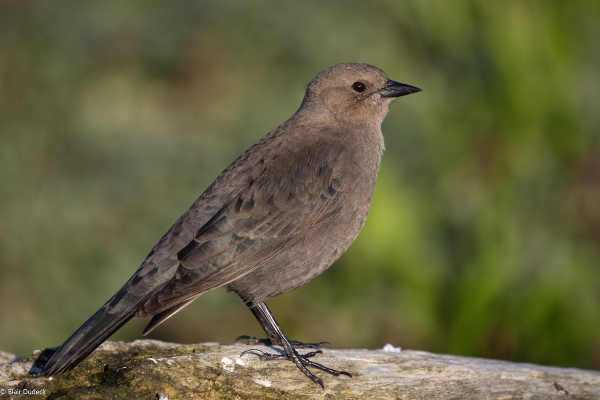 Brewer's Blackbird - ML181210231