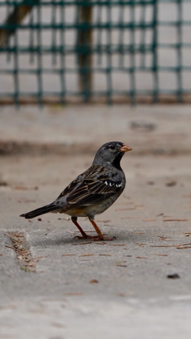 Mourning Sierra Finch - ML181211051