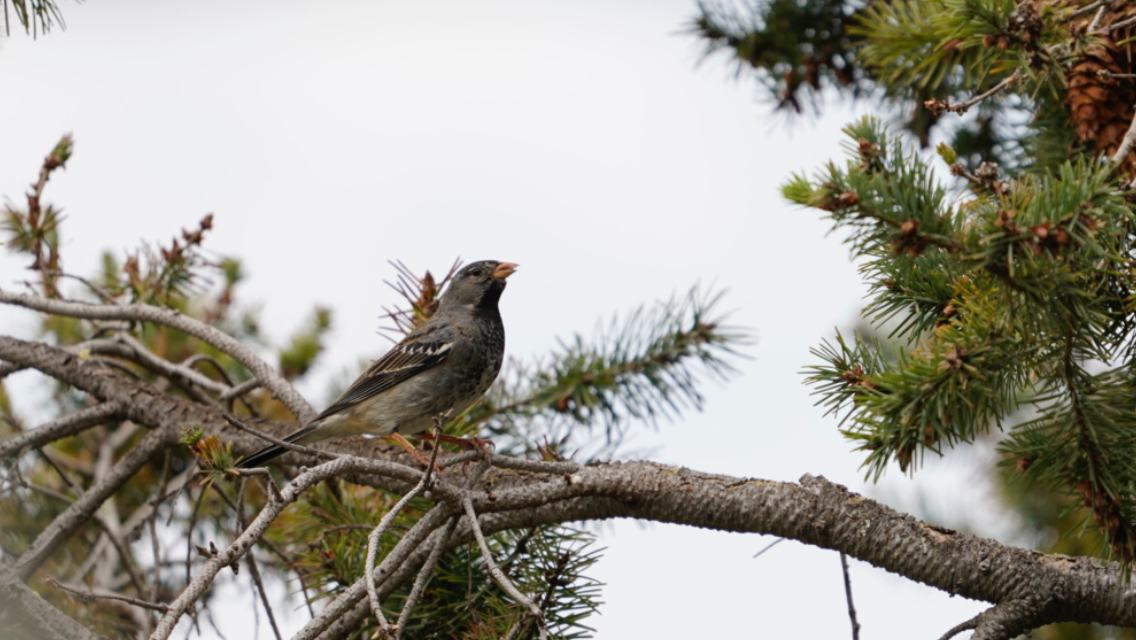Mourning Sierra Finch - ML181211061