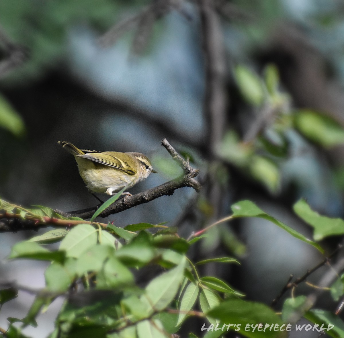 Hume's Warbler - ML181211301
