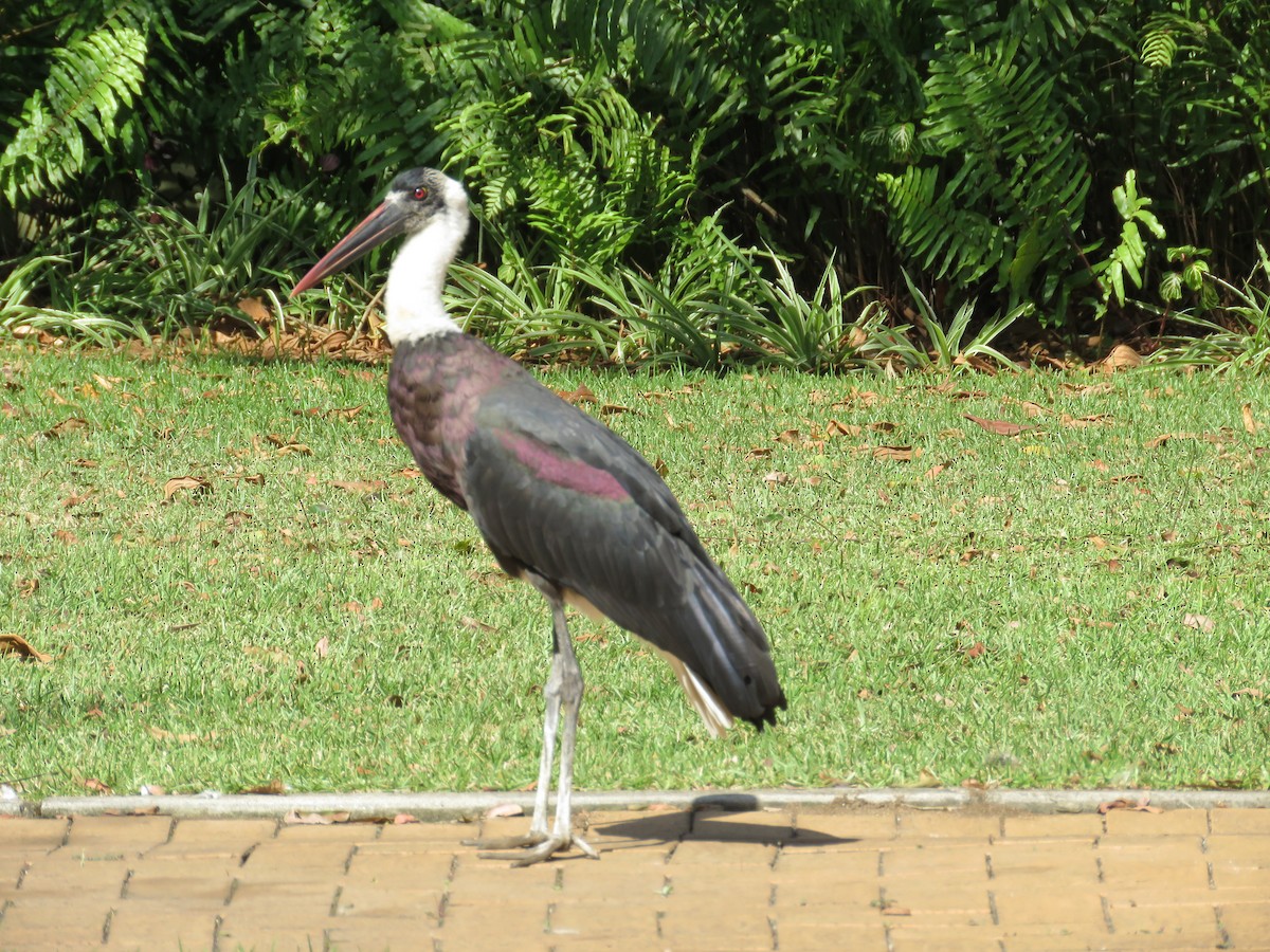 African Woolly-necked Stork - ML181211471
