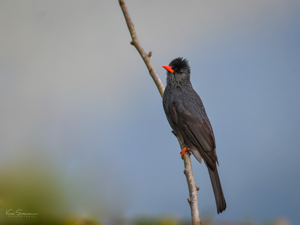 Bulbul des Ghats - ML181211681